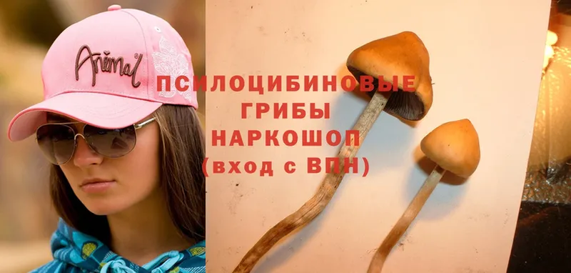 Псилоцибиновые грибы Psilocybe Волгореченск